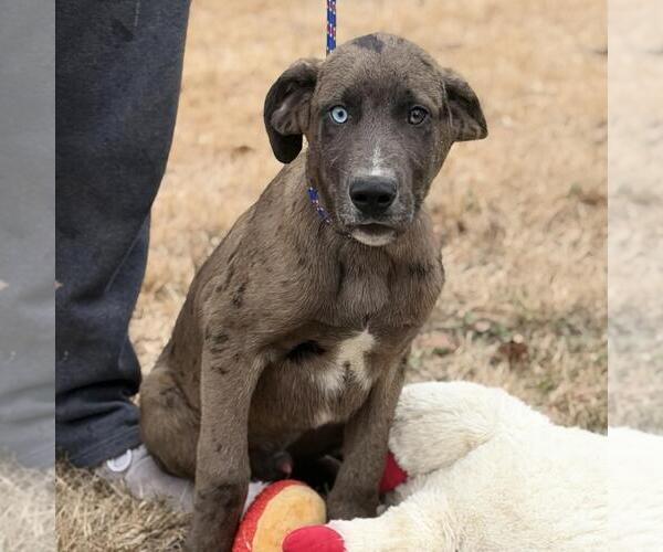 Medium Photo #3 Aussiedor Puppy For Sale in Yardley, PA, USA