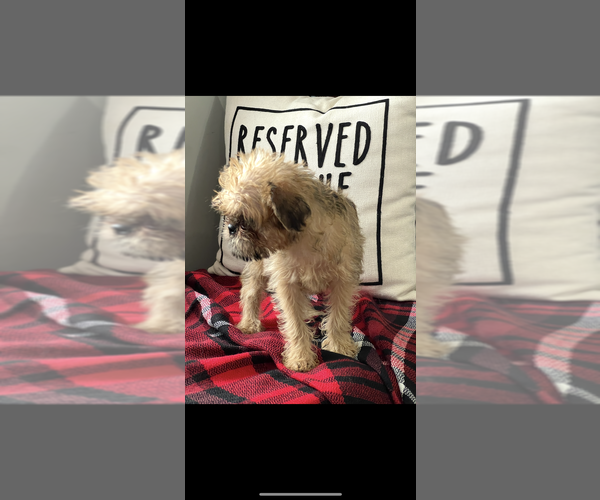 Medium Photo #3 Brussels Griffon Puppy For Sale in NILES, MI, USA
