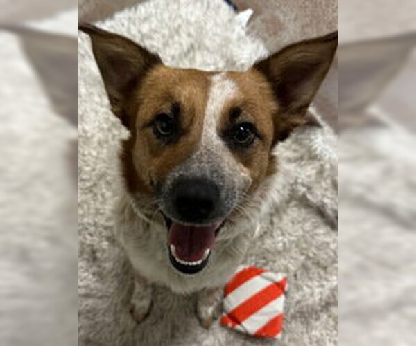 Medium Photo #1 Mutt Puppy For Sale in Salinas, CA, USA