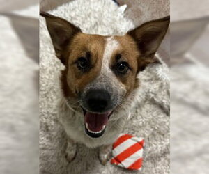 Mutt Dogs for adoption in Salinas, CA, USA