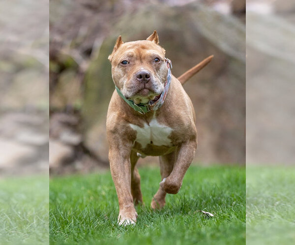 Medium Photo #9 American Pit Bull Terrier Puppy For Sale in Westminster, MA, USA