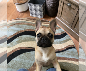 French Bulldog Puppy for sale in FUQUAY VARINA, NC, USA