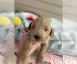 Puppy Oliver Miniature Labradoodle