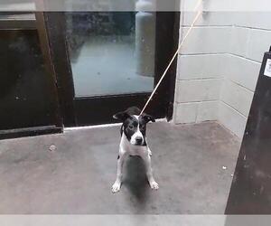 Mutt Dogs for adoption in Tulsa, OK, USA