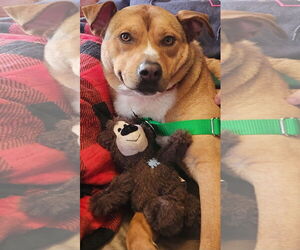 Labrador Retriever-Unknown Mix Dogs for adoption in Doylestown, PA, USA