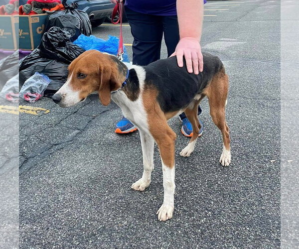 Medium Photo #2 Mutt Puppy For Sale in Woodbury, NY, USA