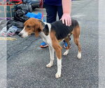Small #1 Mutt