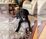 Small #1 American Foxhound-Weimaraner Mix