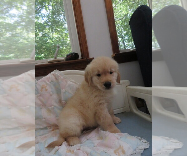 Medium Photo #14 Golden Retriever Puppy For Sale in MECHANICSVILLE, MD, USA