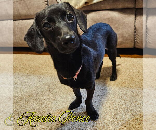 Medium Photo #3 Dachshund-Unknown Mix Puppy For Sale in San Antonio, TX, USA