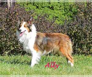Mother of the Shetland Sheepdog puppies born on 06/20/2023