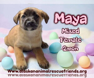 Labrador Retriever-Unknown Mix Dogs for adoption in Anchorage, AK, USA