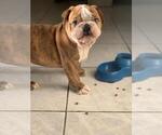 Small Photo #3 English Bulldog Puppy For Sale in IMPERIAL BCH, CA, USA