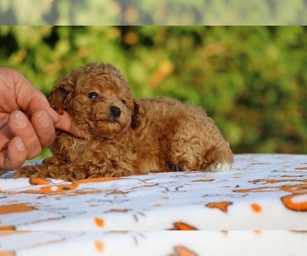 Medium Photo #16 Poodle (Toy) Puppy For Sale in DYERSBURG, TN, USA