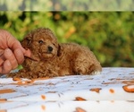 Small #15 Poodle (Toy)