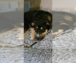 Small #4 Huskies  Mix