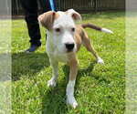 Small #2 Mutt
