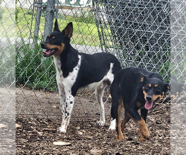 Medium Photo #7 Miniature Pinscher Puppy For Sale in Bloomingdale, NJ, USA
