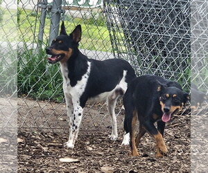 Levi - Male Miniature Pinscher Dog for Adoption - Photo #7