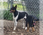 Small #6 Miniature Pinscher