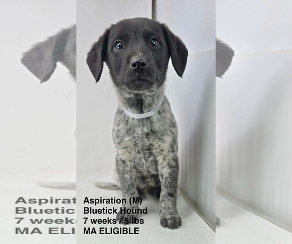 Medium Photo #1 Bluetick Coonhound-Unknown Mix Puppy For Sale in pomfret, CT, USA