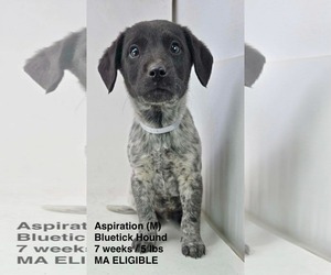 Bluetick Coonhound-Unknown Mix Dogs for adoption in pomfret, CT, USA