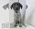 Small Bluetick Coonhound Mix