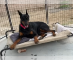 Small #2 Doberman Pinscher