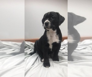 American Pit Bull Terrier-Golden Retriever Mix Puppy for sale in NEW PARIS, IN, USA