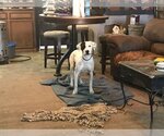 Small Photo #3 Dalmatian-Labrador Retriever Mix Puppy For Sale in Rockdale, TX, USA