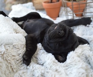 Pug Puppy for sale in HONEY BROOK, PA, USA