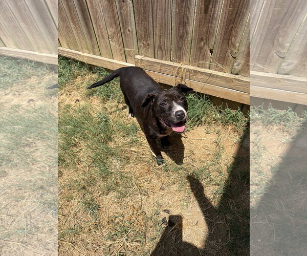 Medium Photo #1 American Staffordshire Terrier-Unknown Mix Puppy For Sale in Jackson, MS, USA