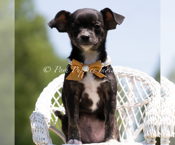 Medium Photo #4 Chihuahua Puppy For Sale in WARSAW, IN, USA