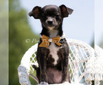 Small #3 Chihuahua