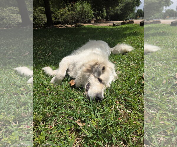 Medium Photo #14 Great Pyrenees Puppy For Sale in Spring, TX, USA