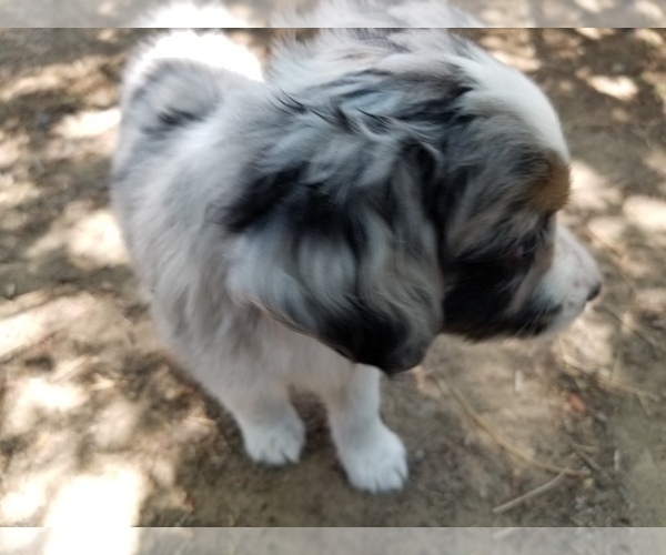 Medium Photo #5 Australian Shepherd Puppy For Sale in WILLIAMSBURG, CO, USA