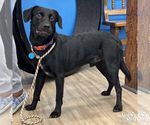 Borador Dogs for adoption in Washington, DC, USA