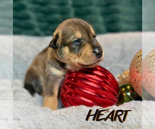 Medium Photo #4 Siberian Husky-Unknown Mix Puppy For Sale in Severn, MD, USA