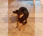 Small #1 Border Collie Mix