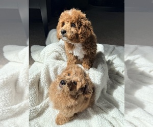 Poodle (Miniature) Litter for sale in GRASS LAKE, MI, USA