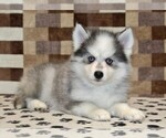 Small #1 Pomsky