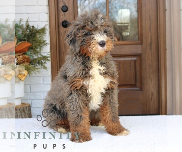 Medium Photo #4 Bernedoodle (Miniature) Puppy For Sale in NARVON, PA, USA