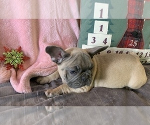 French Bulldog Puppy for sale in JOHNS ISLAND, SC, USA