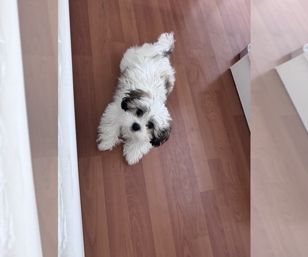 Medium Photo #1 Zuchon Puppy For Sale in HOMESTEAD, FL, USA