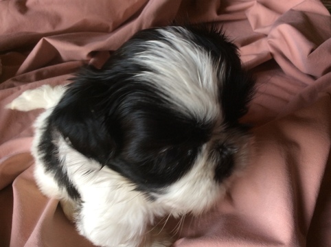 Medium Photo #1 Shih Tzu Puppy For Sale in INMAN, SC, USA