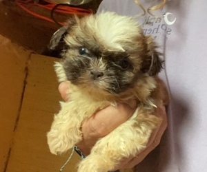 ShihPoo Puppy for sale in PIKEVILLE, NC, USA