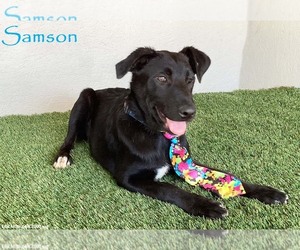 Mutt Dogs for adoption in San Diego, CA, USA