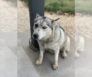 Siberian Husky Dogs for adoption in BROOKSIDE, CO, USA