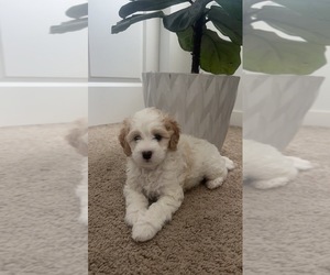 Poodle (Miniature) Puppy for sale in BELLINGHAM, WA, USA
