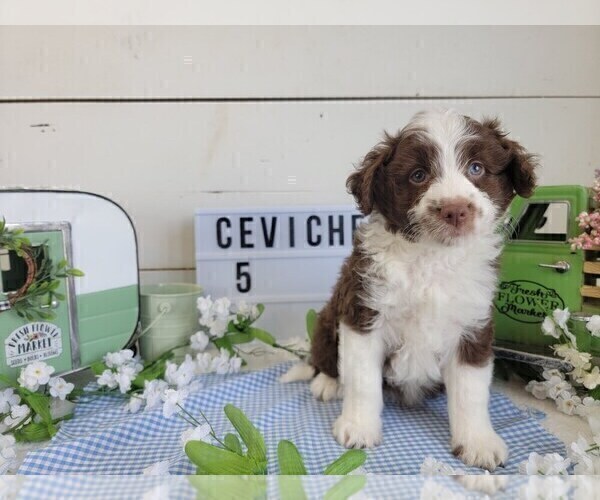 Medium Photo #2 Aussiedoodle Miniature  Puppy For Sale in COLLEGE STA, TX, USA